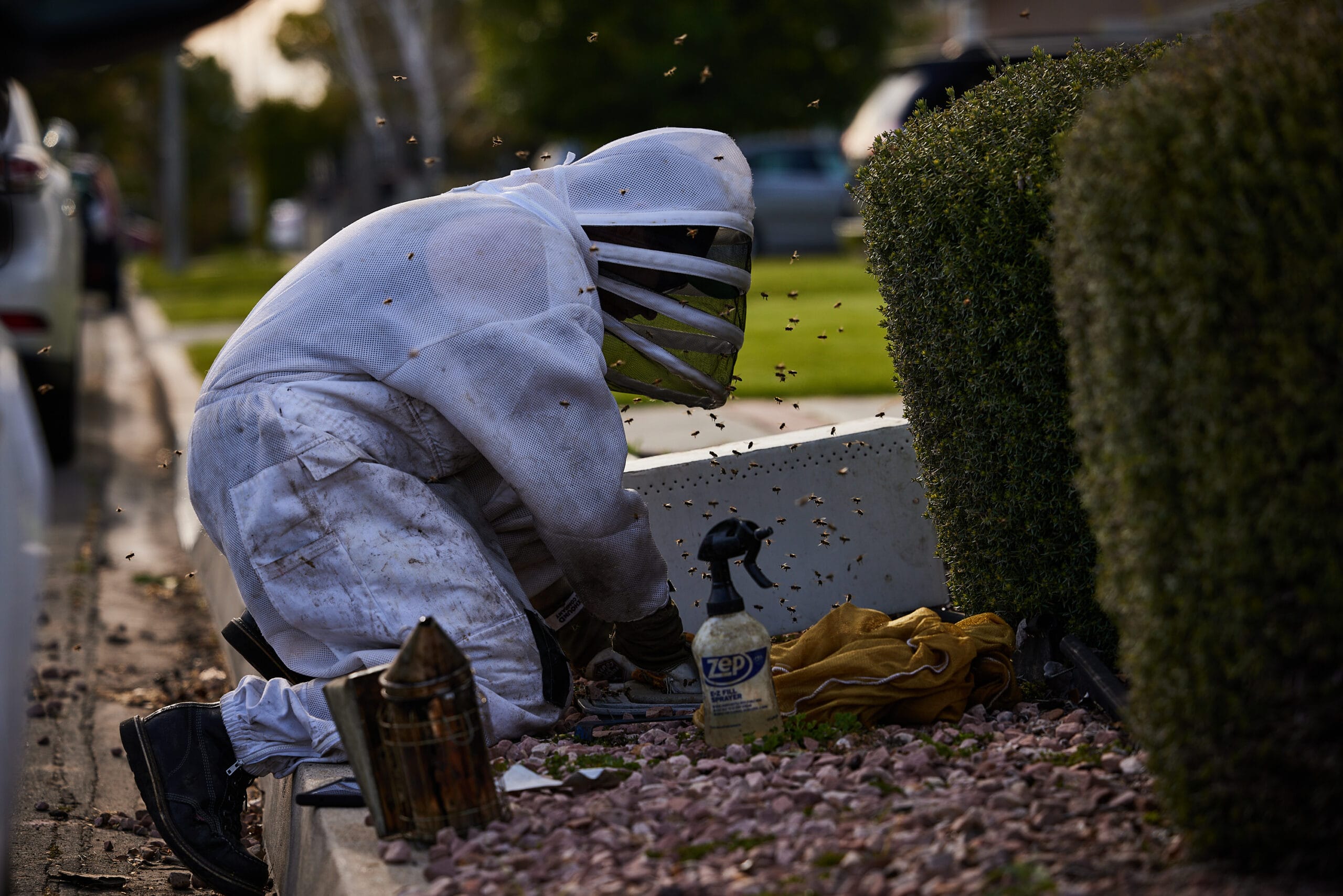Bee Removal