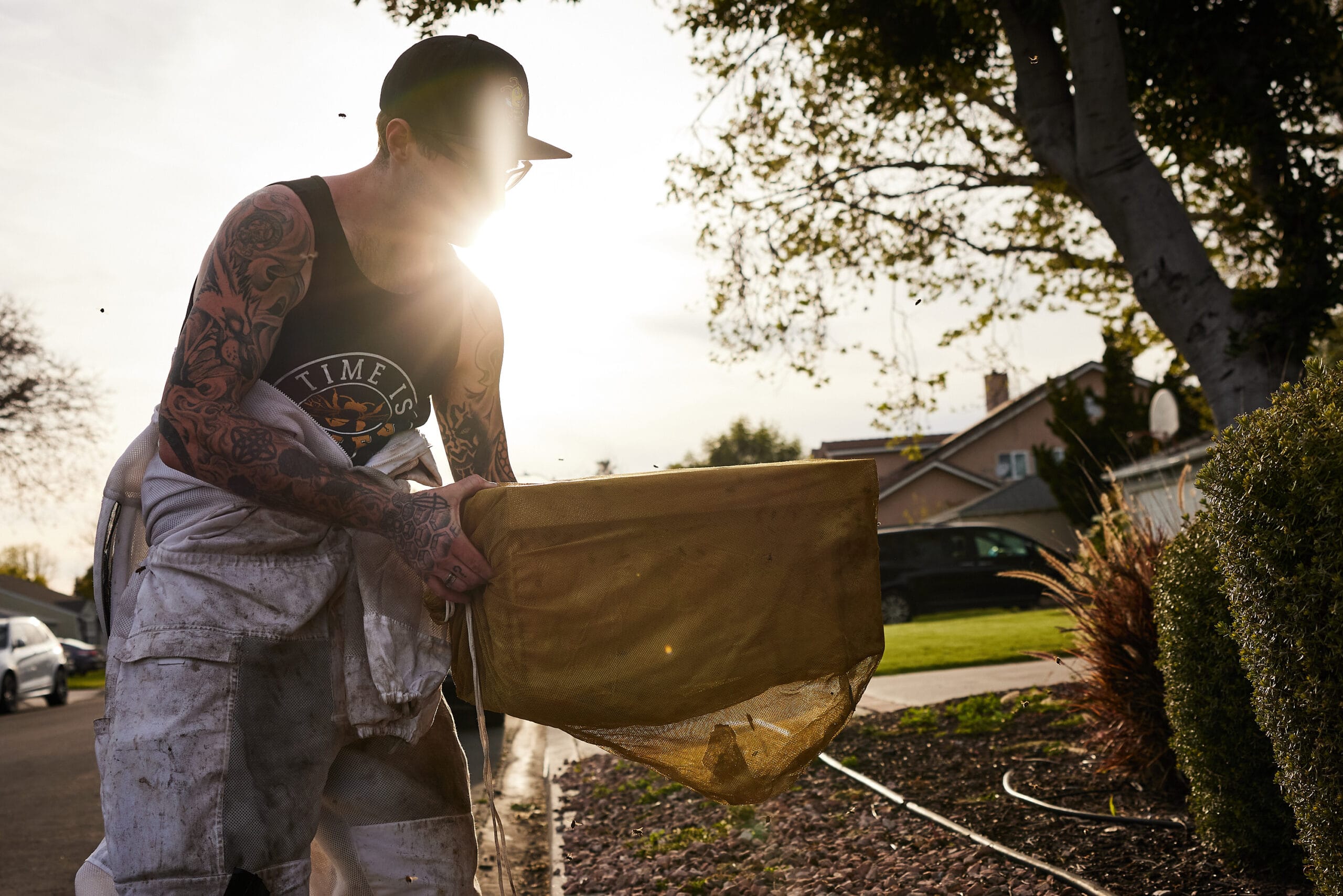 Bee removal in progress